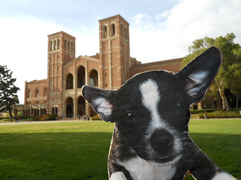 UCLA