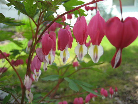 bleeding-heart